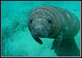 Manatee Woman - Flordia 09