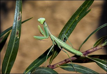 Laura Osteen - Nature Photographer