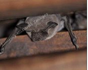 Laura Osteen - Travels