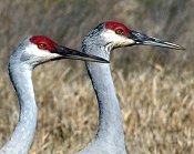 Laura Osteen - Travels